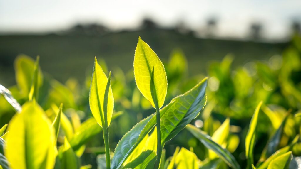 Closeup of tea plants