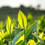 The health benefits of drinking tea every day